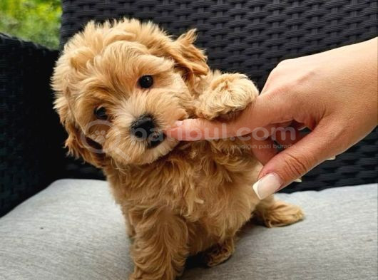 Mini Boy Tatlı Maltipoo  Sevgi Dolu Yuvalar Bekliyor görsel