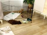5  Aylık Yavru Toy Poodle
