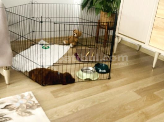 5  Aylık Yavru Toy Poodle görsel