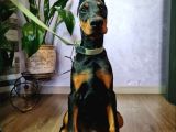 Doberman yavruları estetikli