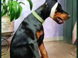 Doberman Yavruları Estetikli