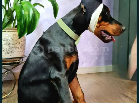 Doberman Yavruları Estetikli görsel