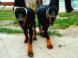 Doberman Yavruları Estetikli