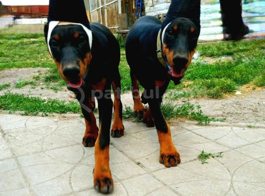 Doberman Yavruları Estetikli görsel