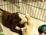 5  aylık yavru toy poodle