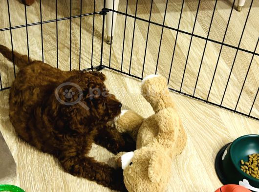 5  Aylık Yavru Toy Poodle