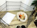 5  Aylık Yavru Toy Poodle
