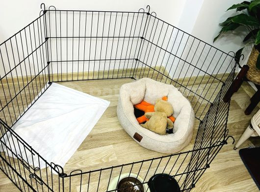 5  Aylık Yavru Toy Poodle görsel