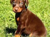 Doberman Yavrularım