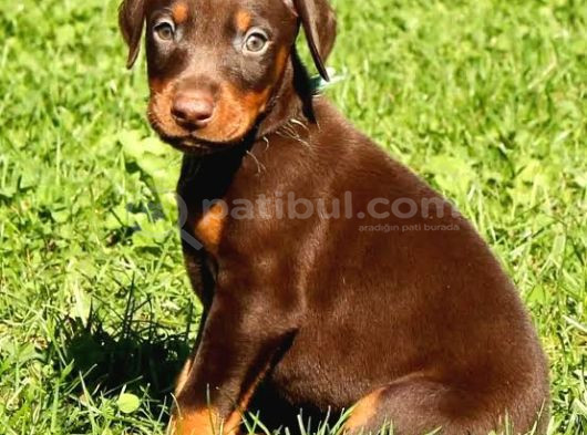 Doberman Yavrularım görsel