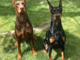 Doberman Yavrularım