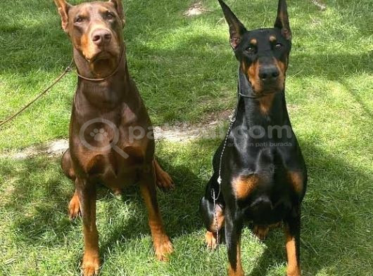 Doberman Yavrularım görsel
