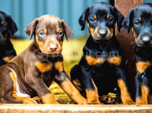 Doberman Yavrularımız