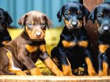 Doberman yavrularım