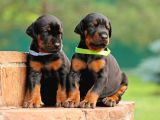Doberman Yavrularımız