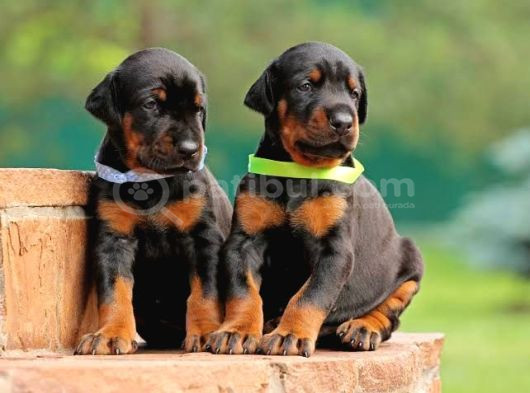 Doberman Yavrularımız görsel