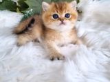 Golden Masumiyet British Shorthair