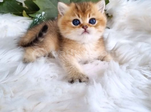 Golden Masumiyet British Shorthair görsel