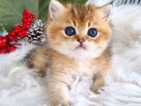 Golden Masumiyet British Shorthair