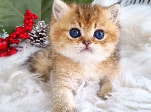 Golden Masumiyet British Shorthair