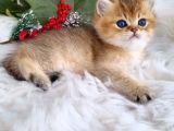 Golden Masumiyet British Shorthair