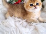Golden Masumiyet British Shorthair