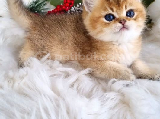 Golden Masumiyet British Shorthair görsel