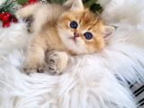 Golden Masumiyet British Shorthair