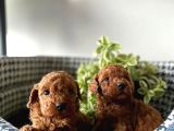 Bakmadan Geçmeyin Muhteşem Poodle Yavrularımız