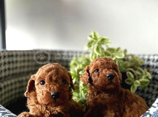 Bakmadan Geçmeyin Muhteşem Poodle Yavrularımız görsel
