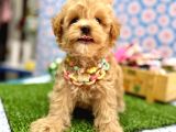 Sevgi dolu yuvalar için hazır maltipoo yavrular 