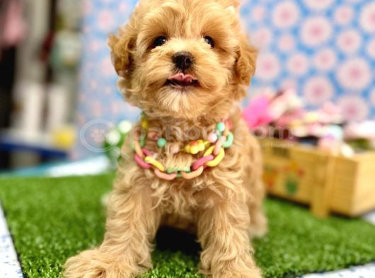 Sevgi dolu yuvalar için hazır maltipoo yavrular 