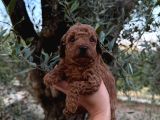 Bakmadan Geçmeyin Muhteşem Poodle Yavrularımız