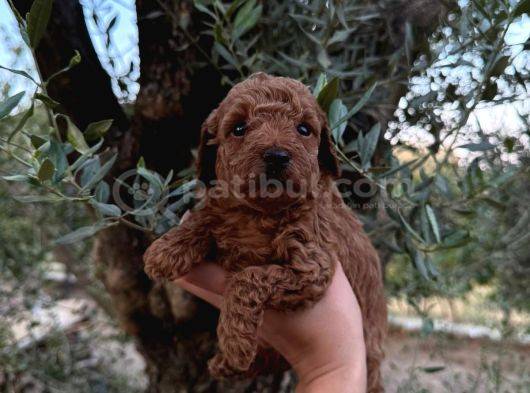 Bakmadan Geçmeyin Muhteşem Poodle Yavrularımız görsel