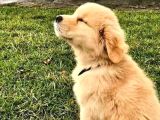 EVİNİZİN YENİ BEBEGİ GOLDEN İRJİNELS