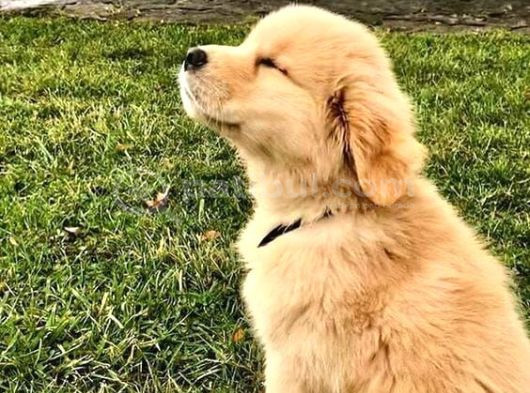 Evi̇ni̇zi̇n Yeni̇ Bebegi̇ Golden İrji̇nels
