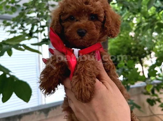 Toy Poodle Anne Altindan görsel
