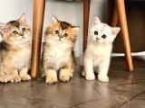 Safkan British Shorthair Yavrular