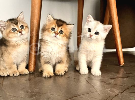 Safkan British Shorthair Yavrular