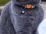 Dumana Kedi Dostu Bir Aile Arıyoruz Ücretsiz