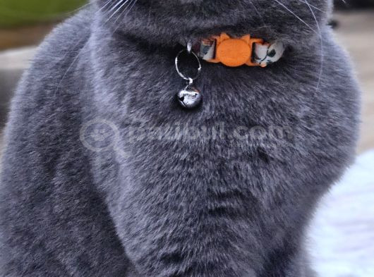 Dumana Kedi Dostu Bir Aile Arıyoruz Ücretsiz görsel