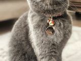 Dumana Kedi Dostu Bir Aile Arıyoruz Ücretsiz