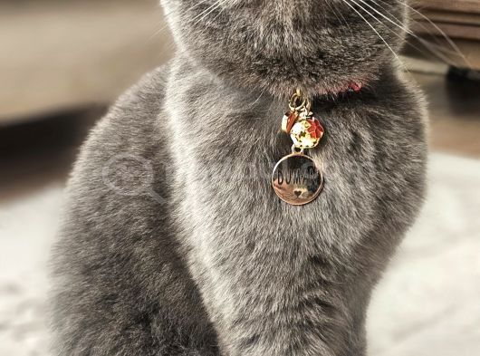Dumana Kedi Dostu Bir Aile Arıyoruz Ücretsiz görsel