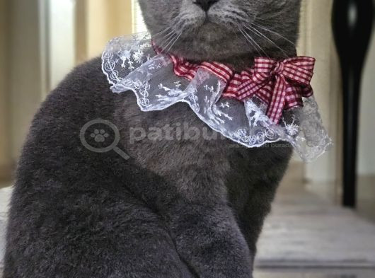 Dumana Kedi Dostu Bir Aile Arıyoruz Ücretsiz görsel