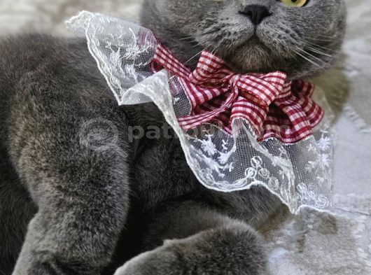 Dumana Kedi Dostu Bir Aile Arıyoruz Ücretsiz görsel