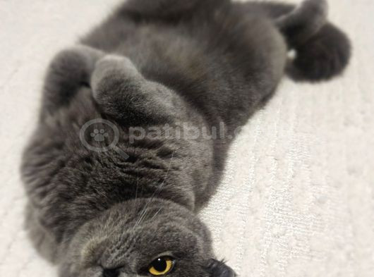 Dumana Kedi Dostu Bir Aile Arıyoruz Ücretsiz