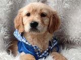 BabyFace Aşılı dişi Golden Retriever Yavrularımız