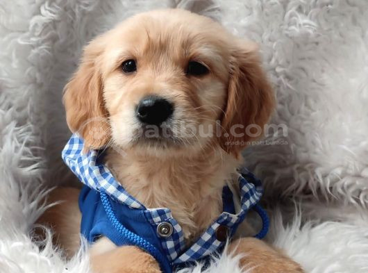 Babyface Aşılı Dişi Golden Retriever Yavrularımız