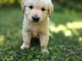 Babyface Aşılı Dişi Golden Retriever Yavrularımız