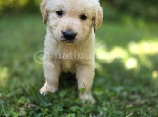 Babyface Aşılı Dişi Golden Retriever Yavrularımız görsel